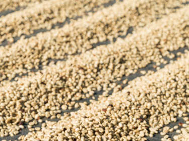 Prosessen med &aring; t&oslash;rke kaffe